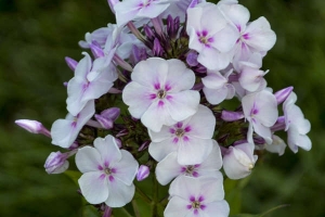 Phlox paniculata 'Party Girl' New 2025